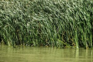 Photo Danube Delta