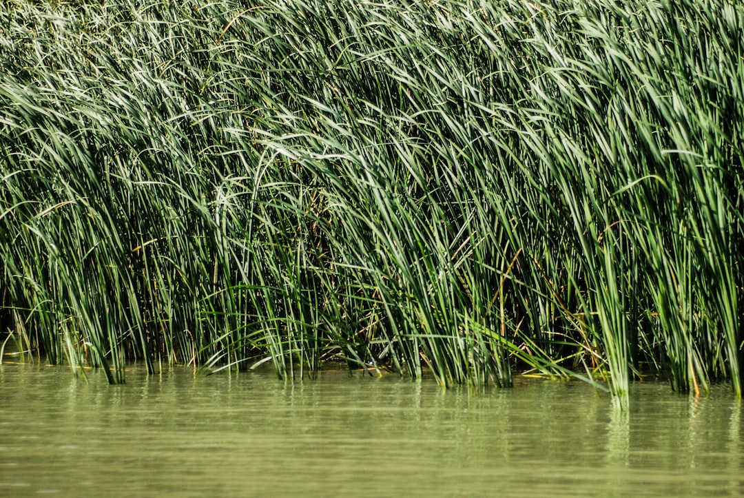 Photo Danube Delta