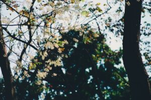 Photo sarmale