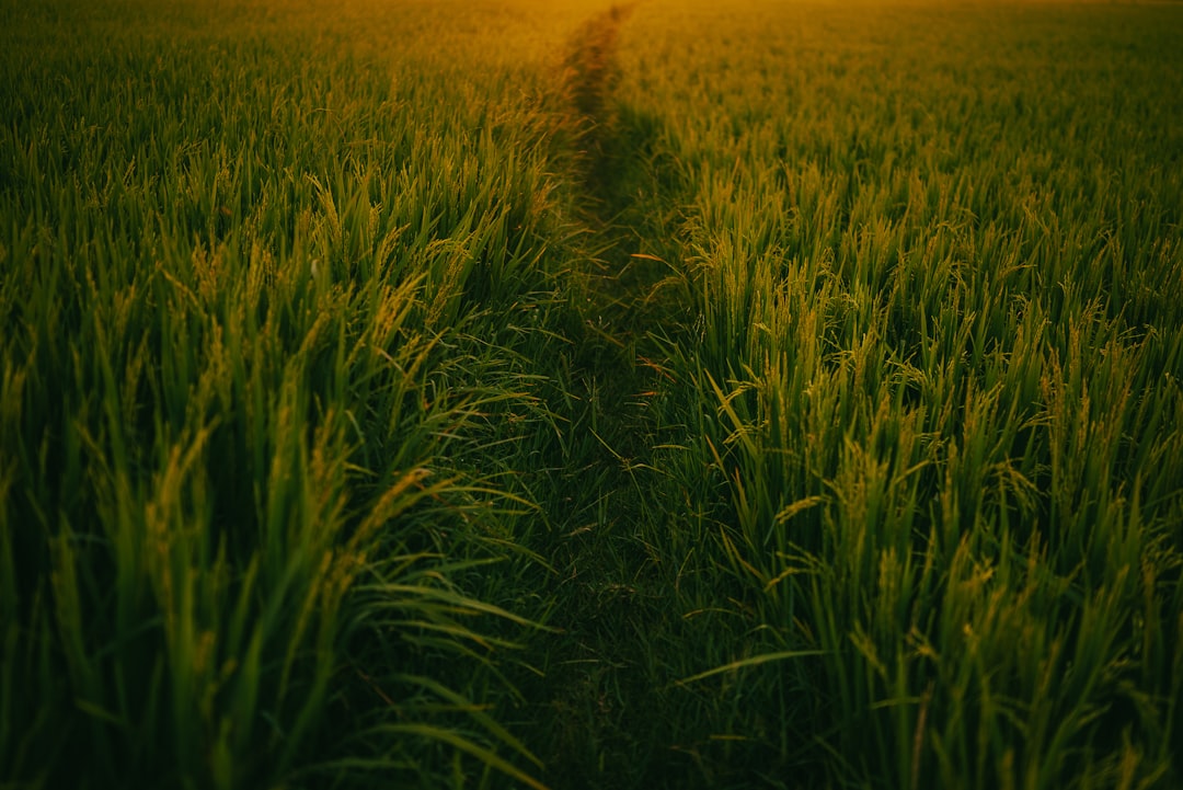Photo nature beauty