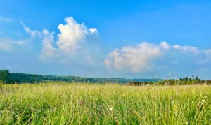 Photo nature beauty