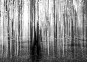 Photo magical forests