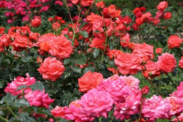 Photo most beautiful rose gardens world